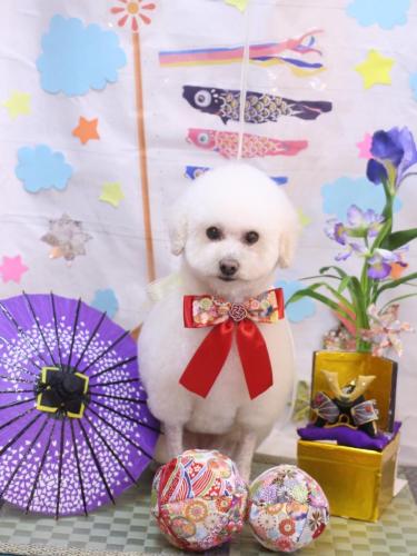 20240512MAPLEちゃん